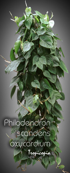 Philodendron - Philodendron scandens oxycardium - Parlor ivy, Sweetheart plant, Heartleaf philodendron, Cordatum vine
